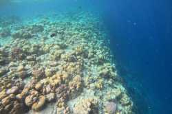 zlom korálového útesu