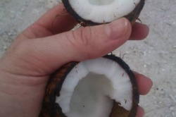 Čerstvý kokos