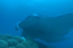 manta