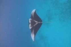 manta