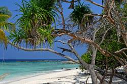 palmy-na-plazi-Omadhoo-Maledivy