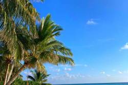 moře palmy a písek