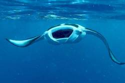 manta obrovská
