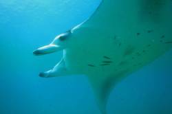 manta pod hladinou indického oceánu