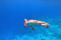 želva na Maledivách