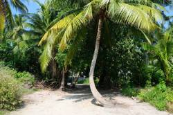 palmy ostrov Thoddoo