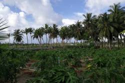 plantaz-Maledivy