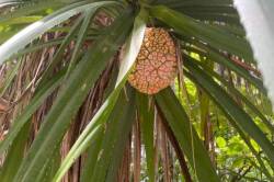 Dhigurah-2025-3