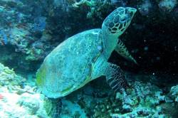 želva pod vodou