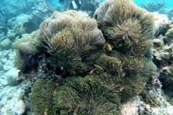 korálové rybky mezi koráli