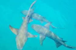 šnorchlování se žraloky Maledivy