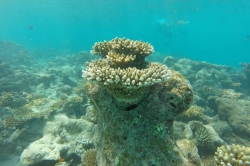 Nádherný korál