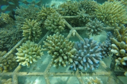 Kovová konstrukce na korály