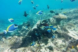Šnorchlování v korálové zahradě