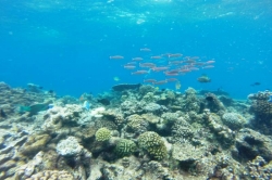 Hejno ryb a korály