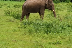 Srí Lanka slon