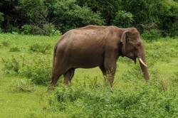 Slon na Srí Lance