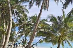 palmy