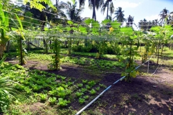 zemědělství na Maledivách