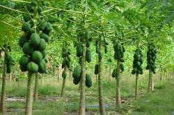thoddoo_7