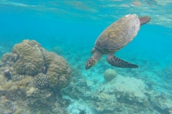 mořská želva na Maledivách