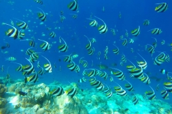 bohatý podmořský život na Maledivách