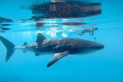 Vylety-na-ostrove-Dhigurah-9