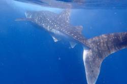 Žralok-obrovský-velrybí