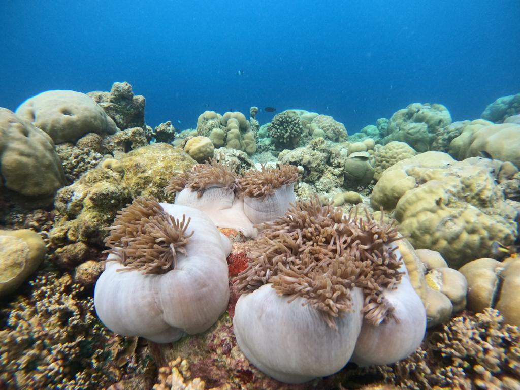 korálové útesy