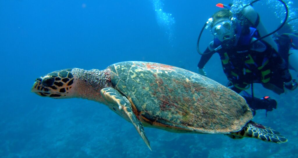 potápění s mořskou želvou