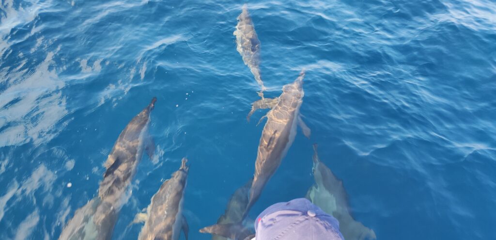 delfíni na Maledivách