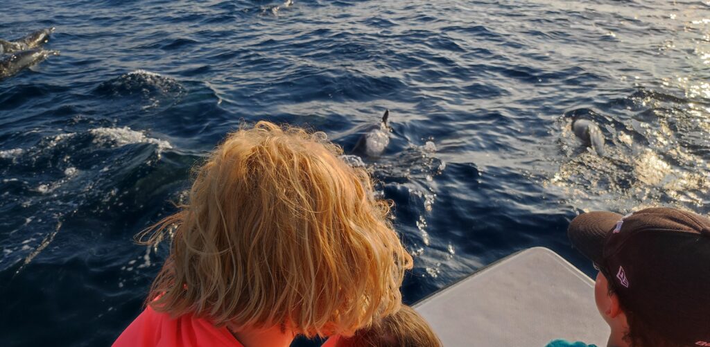 sledování delfínů