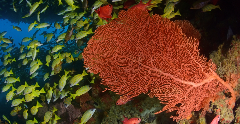 živý korál a život kolem něj