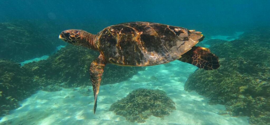 šnorchlování s mořskou želvou