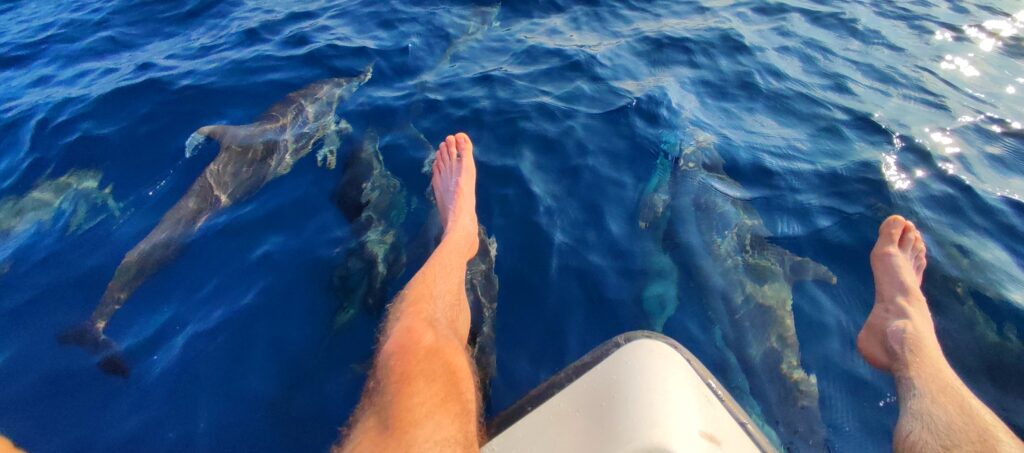 výlety delfíni Maledivy