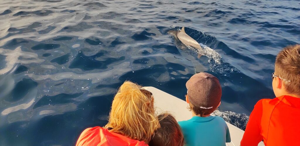 delfíni Maledivy