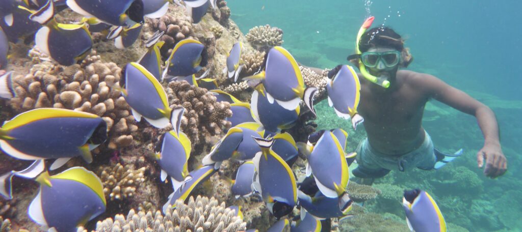 podmořský život na Maledivách