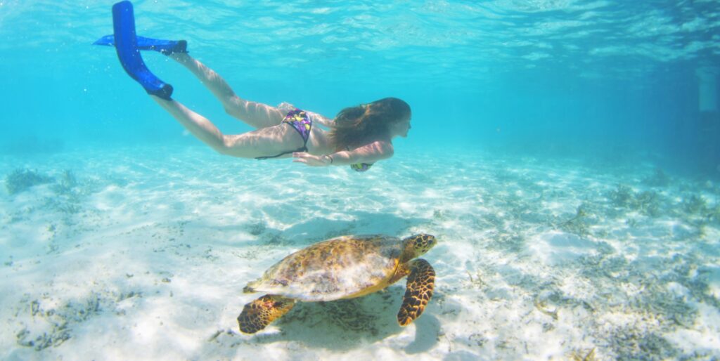 plavání se želvami