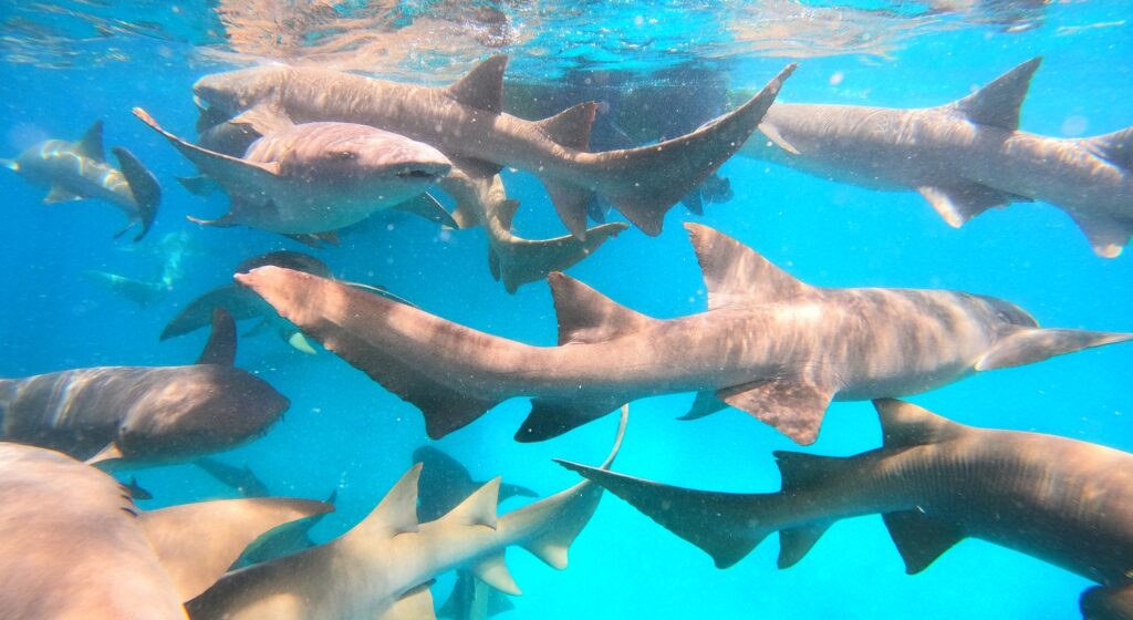 plavání se žraloky Maledivy