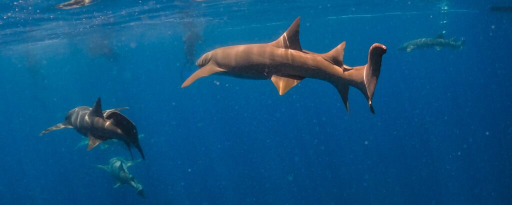 žralok vouskatý nurse shark