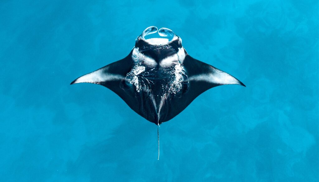 manta