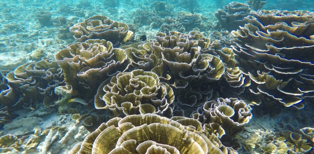 korálový útes