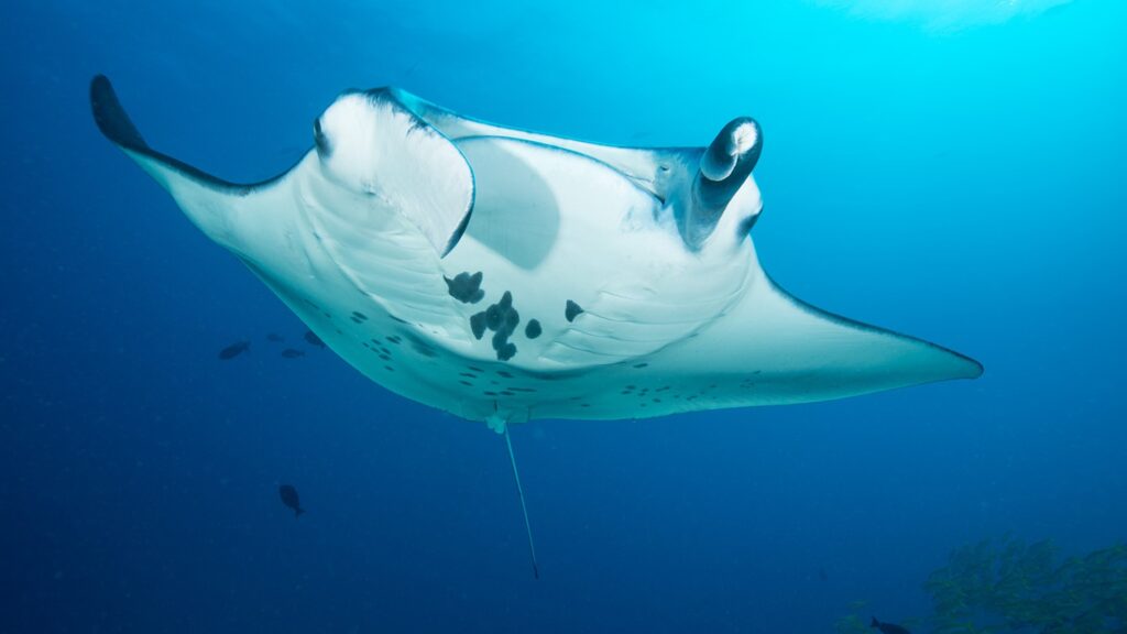 manta v zátoce Hanifaru 