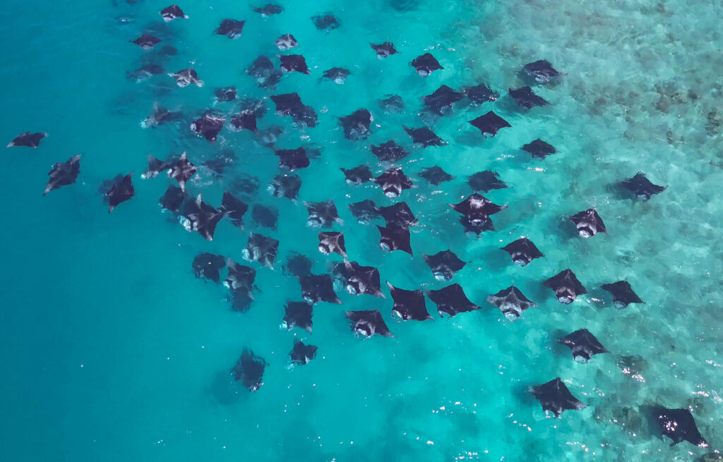 hejno mant Hanifaru Bay Maledivy