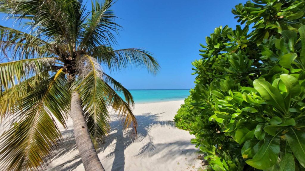 palma, pláž a Indický oceán